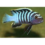 Cynotilapia Afra